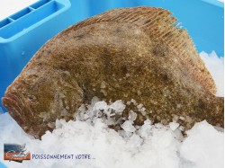 TURBOT 0.5/1KG VAT SAUVAGE