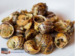 ESCARGOTS GROS LR X 12 PCES